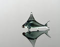 Aqua Grey Glass Shark Miniature: Lampwork Whimsical Figurine