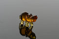Amber Glass Hippo Figurine β Handcrafted Animal Sculpture, Unique Collectible Gift