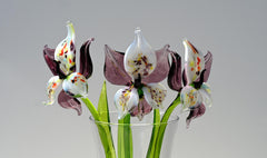 "Eclipse" Orchid Bloom