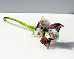 "Eclipse" Orchid Bloom