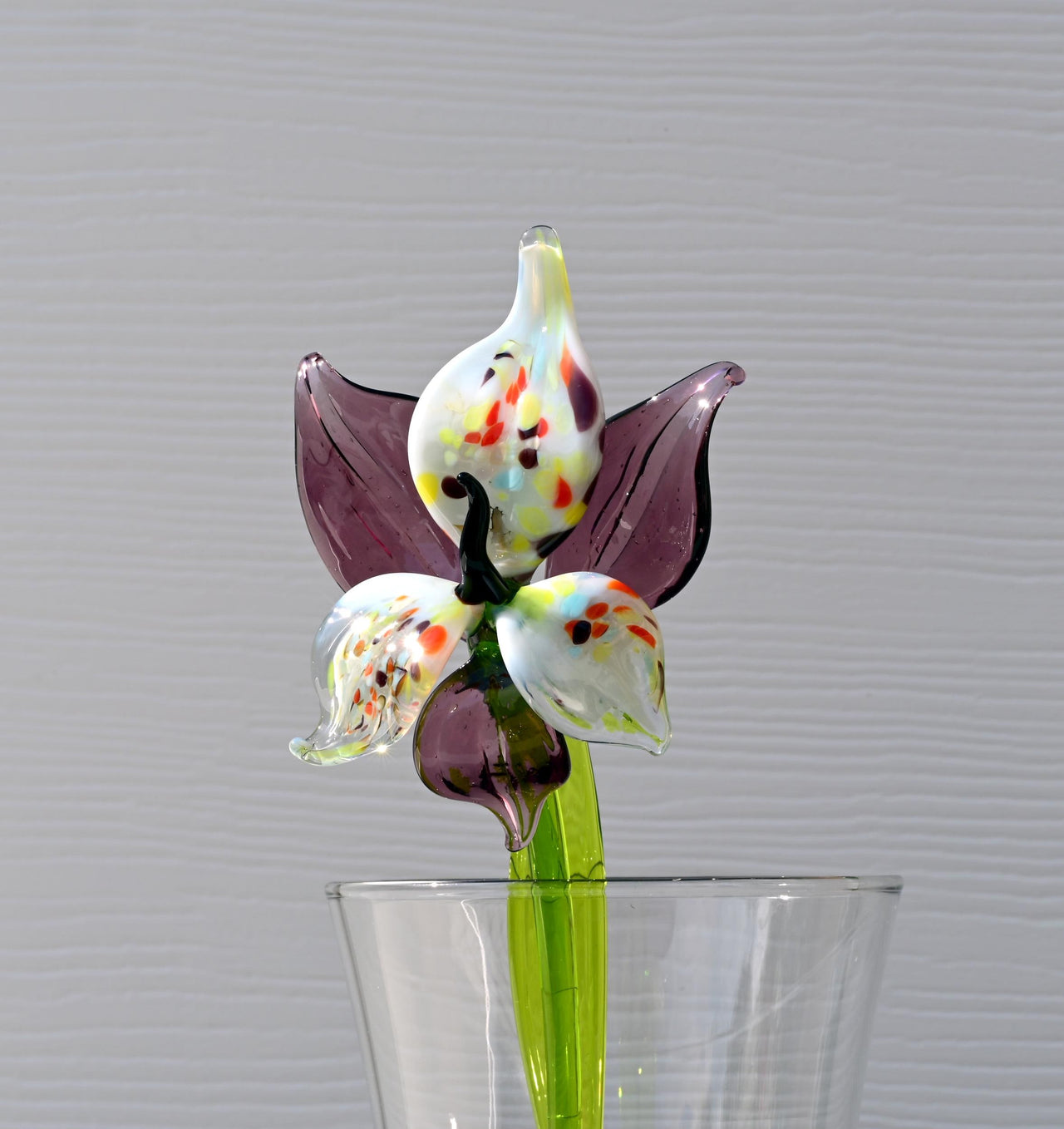 "Eclipse" Orchid Bloom