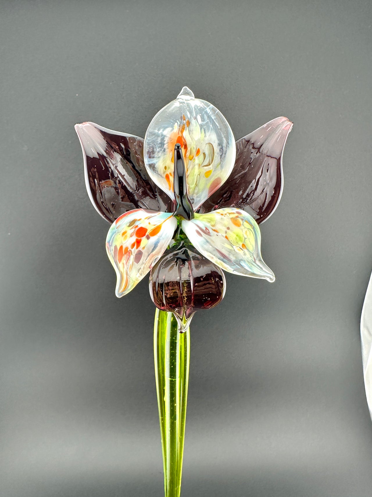 "Eclipse" Orchid Bloom