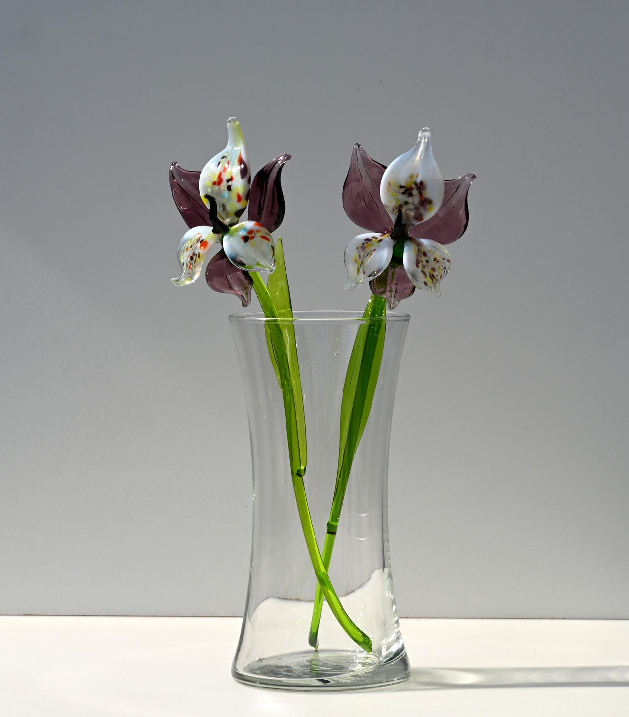 "Eclipse" Orchid Bloom