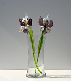 "Eclipse" Orchid Bloom