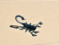 Handmade Glass Scorpion Figurine: Whimsical Art Glass Sculpture