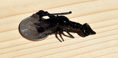 Black Glass Lobster Figurine – Handcrafted Miniature Ocean Animal