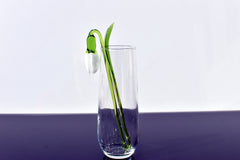 White Glass Snowdrop Flower – Handblown Art Glass Stem, Forever Bloom Gift for Mom, Wife, Birthday, Anniversary, Elegant Home Décor