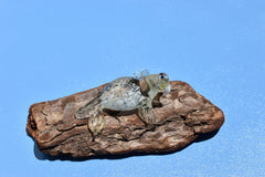 Handmade Clear Glass Walrus Figurine: Whimsical Art Glass Sculpture