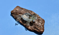 Handmade Clear Glass Walrus Figurine: Whimsical Art Glass Sculpture