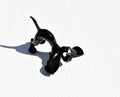 Handmade Black Spaniel Glass Figurine: Collectible Dog Statue