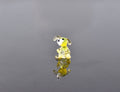Tiny Clear Yellow Glass Dog Figurine: Lampwork Miniature