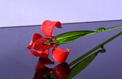 Hand Blown Red Glass Iris Flower: Long Stem Sculpture