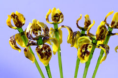 Glass Iris - Yellow Glass Flower Bouquet - Blown Glass Flowers - Handmade Glass Flowers - Christmas Gift for Her