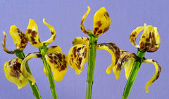 Glass Iris - Yellow Glass Flower Bouquet - Blown Glass Flowers - Handmade Glass Flowers - Christmas Gift for Her