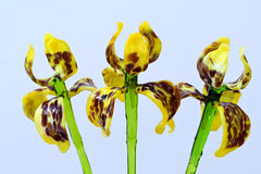 Glass Iris Flower - Yellow Glass Flower Bouquet - Blown Glass Flowers - Handmade Glass Flowers - Birthday Gift for Her