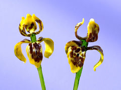 Glass Iris - Yellow Glass Flower Bouquet - Blown Glass Flowers - Handmade Glass Flowers - Christmas Gift for Her