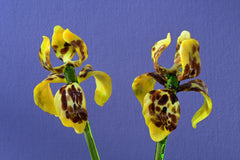 Glass Iris - Yellow Glass Flower Bouquet - Blown Glass Flowers - Handmade Glass Flowers - Christmas Gift for Her