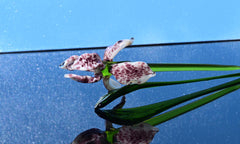 Handmade Leopard Glass Iris Flower, Purple Spotted Sculpture, 8 Inch