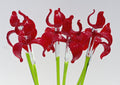 Red Glass Iris Flower: 16" Blown Glass Sculpture, Murano Style Art