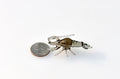 May include: A small glass sculpture of a lobster. The lobster is clear with a brown body and is about the size of a US quarter.