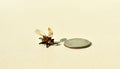 May include: A small glass bee figurine with brown and clear wings. The figurine is sitting on a beige surface next to a silver US quarter coin.