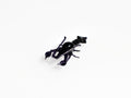May include: A black glass lobster figurine with a purple hue.