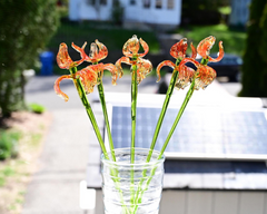 Hand Blown Spotted Orange Glass Iris 17"